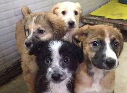 Cuccioli chiedono aiuto