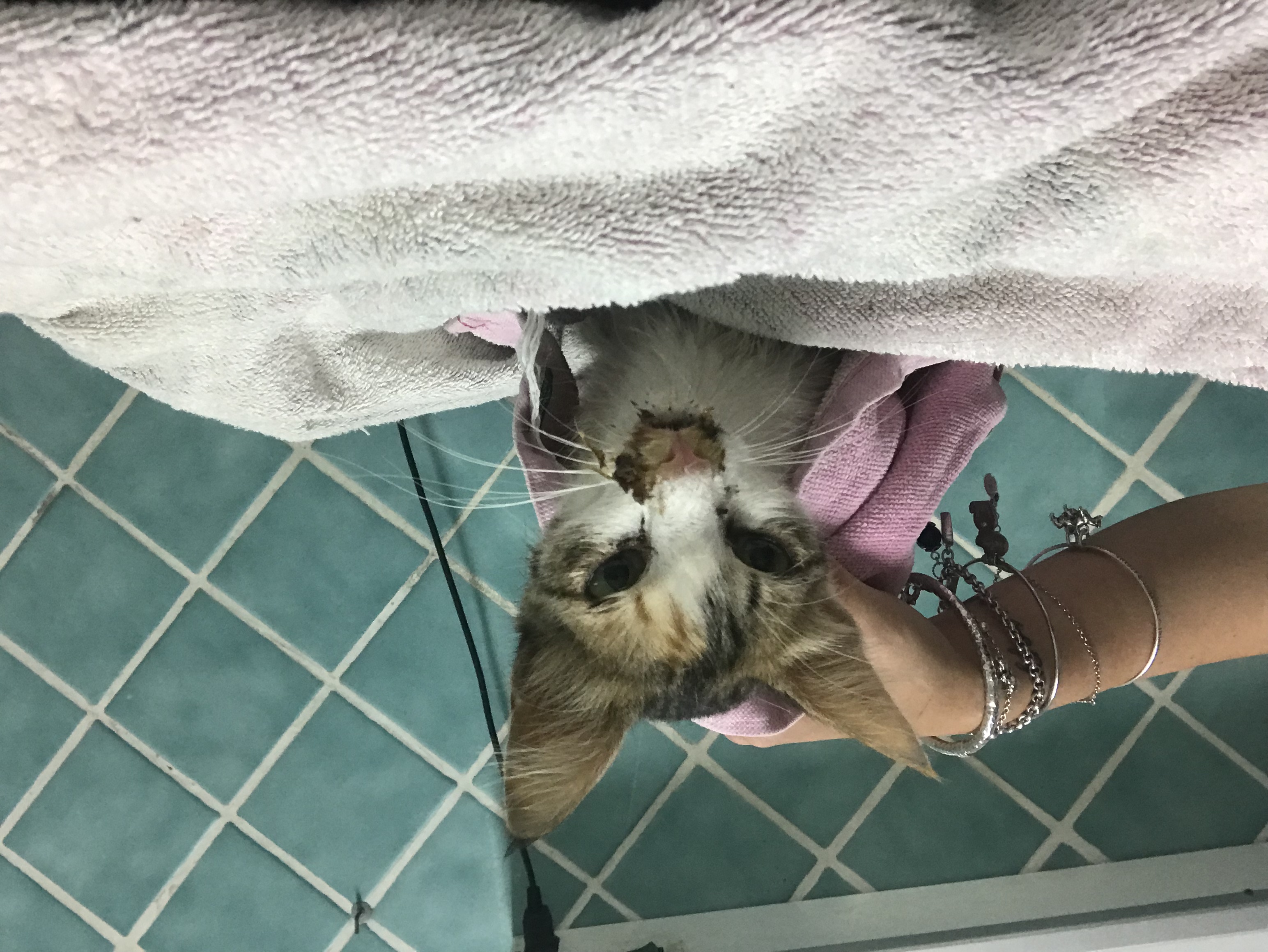 Aiutiamo mamma gatta!