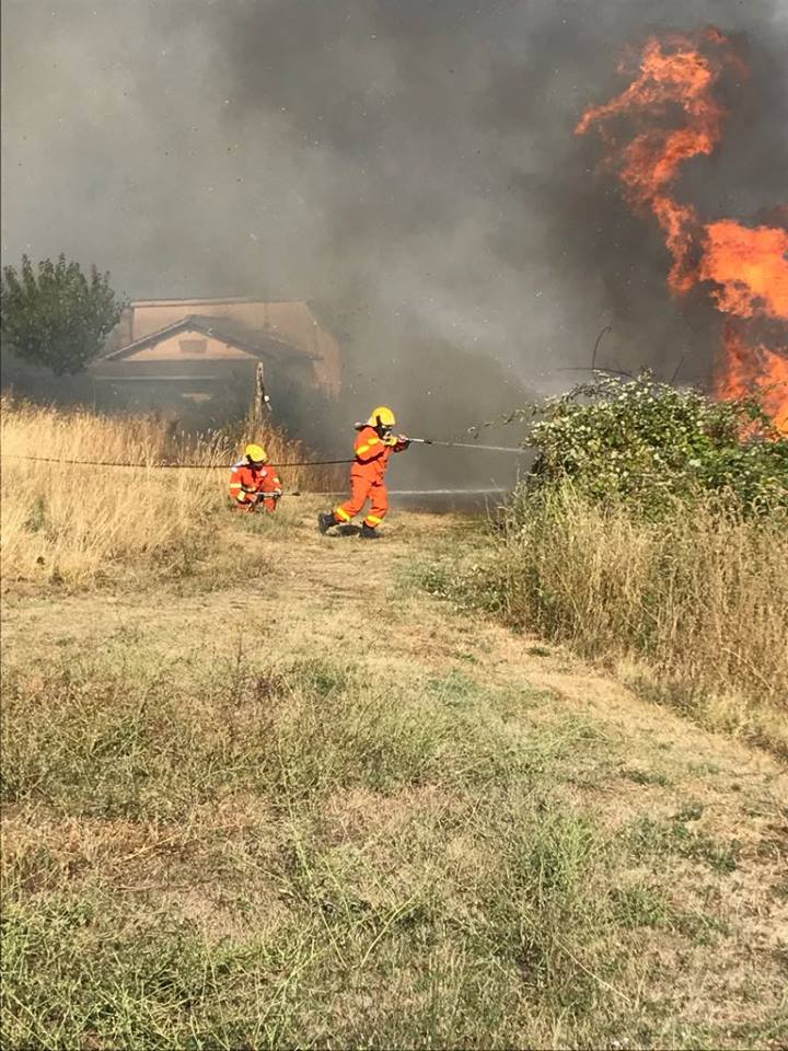 Uliveto devastato da incendio